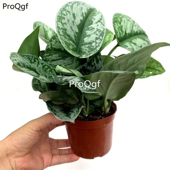 

Ngryise 1Pcs A Set Scindapsus pictus Argyraceus