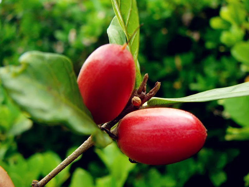 Горячая Распродажа! 20 шт Synsepalum Dulcificum/Чудо фрукты бонсай национальные сокровища драгоценных фруктов интересные декоративные растения