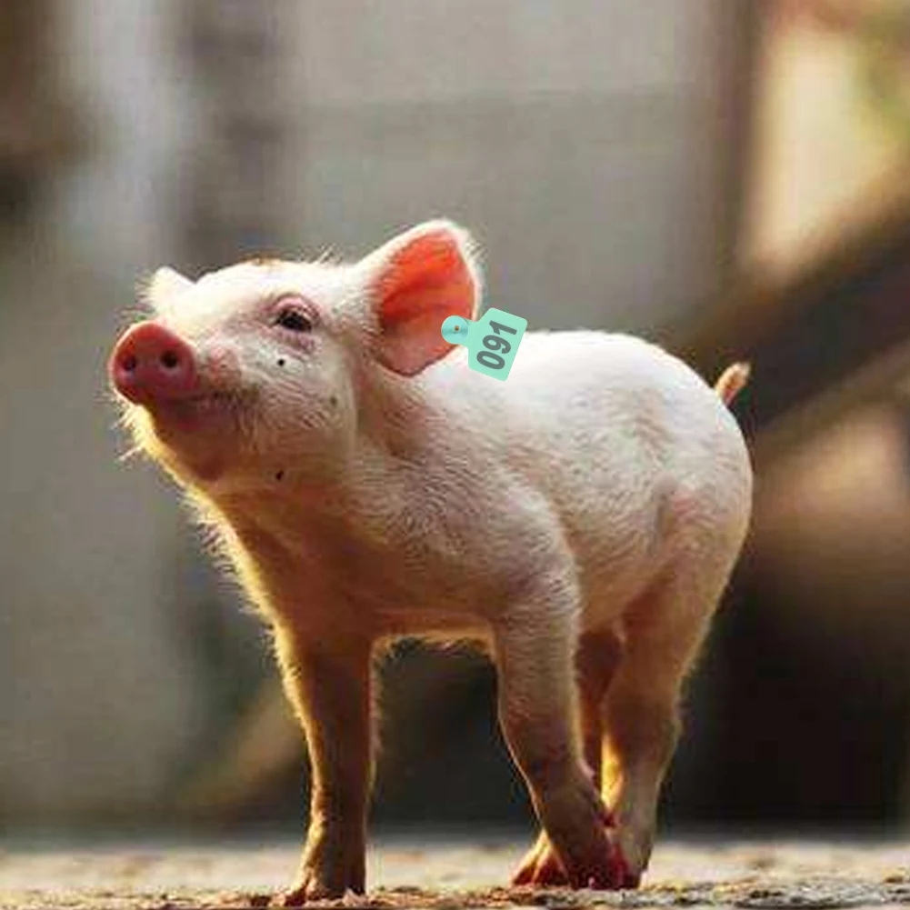 Многоразовая без выцветания бирка на Свиное ухо 1 до 100 идентификация с количеством различимых ферм практичный животный анти гнить бойня