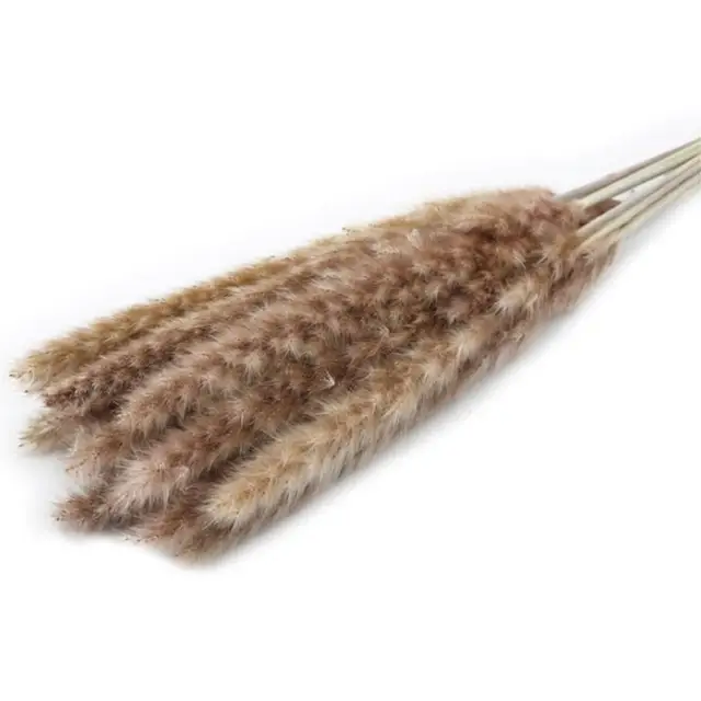 Dekoration 15Pcs Free Shipping Dried Pampas Grass Decor Wedding Flower Bunch Natural Plants for Home Christmas Decorations brown