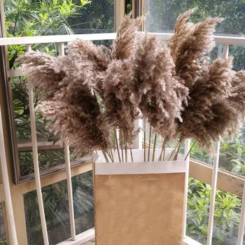 

20 Pcs Natural Dried Pampas Grass Phragmites Communis Reed Plants Wedding Flower Bunch Home Decor Diy Dried Flowers Pampas Grass