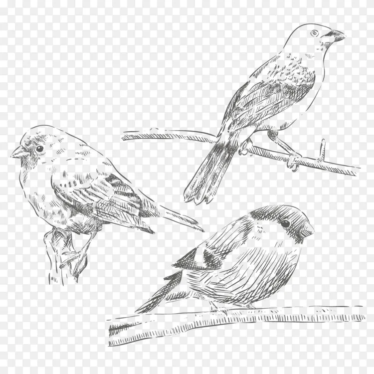 室内麻雀画 画麻雀png图片素材免费下载 图片编号 Png素材网
