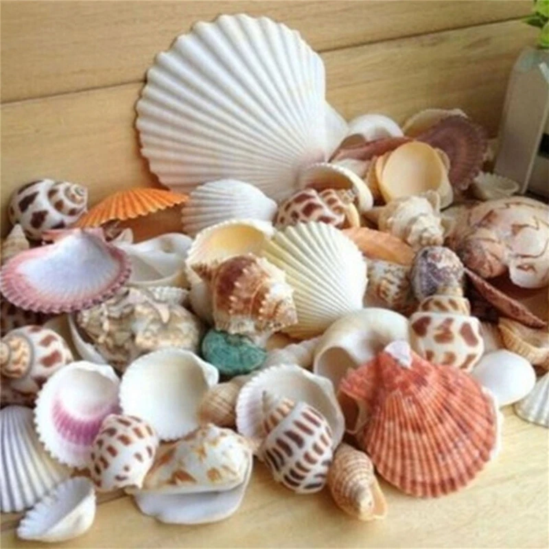 100g Fish Tank Decoration Seashells Aquarium Landscape Seashells for DIY Craft Decor