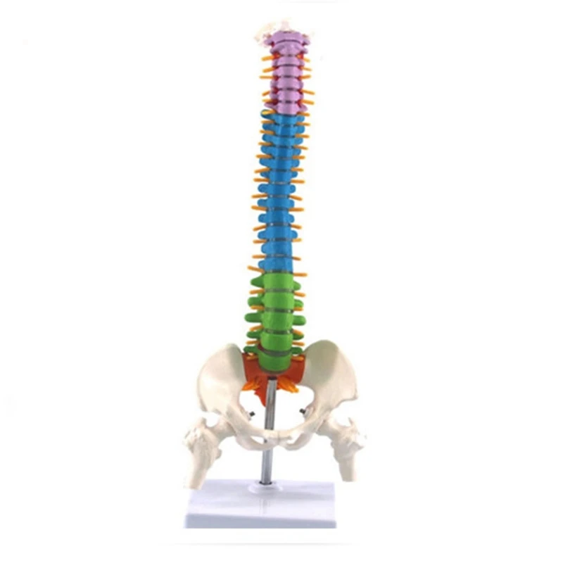

45Cm with Pelvic Human Anatomical Anatomy Spine Medical Spinal Column Model Teaching Resources for Medical Students