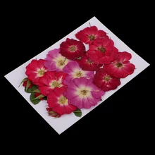 Настоящие спрессованные цветы высушенная роза цветы DIY искусство, ремесло, материалы для изготовления карт, украшения для дома, украшения для мобильного телефона