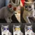 Красивый Питомец Кошка Очки Eye-wear Солнцезащитные Очки Для Маленьких Собак Кошка Pet Фотографии Реквизит Аксессуары Лучшие Продажи Зоотоваров