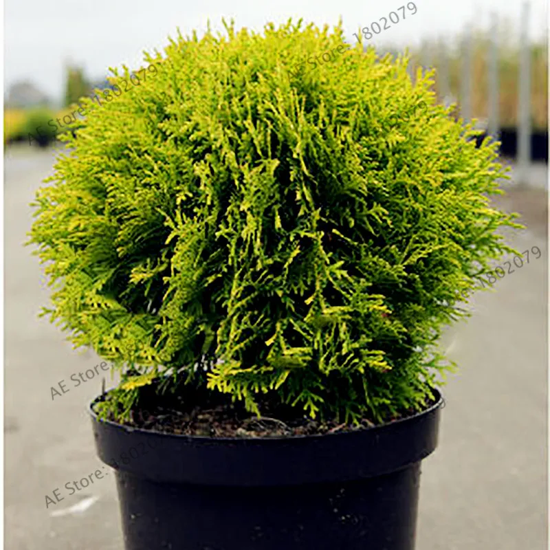 105 шт./пакет микрофлора Decussata Minii Сибирский ковер Cypress туи flores бонсай для дома и сада
