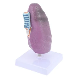Modèle d'enseignement d'anatomie des poumons du corps humain, modèle d'enseignement du tabac 