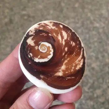 

natural shell minerals Sea Snail fossils reiki healing stones fish tank home decoration feng shui crafts