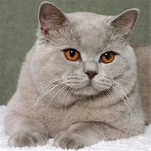 Chat Amis Tissu 100/% coton imprimé matériau Cadeau Nouveauté Quilting Kitty Chaton