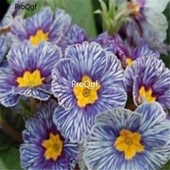 

Ngryise 3000Pcs A Set Primula malacoides