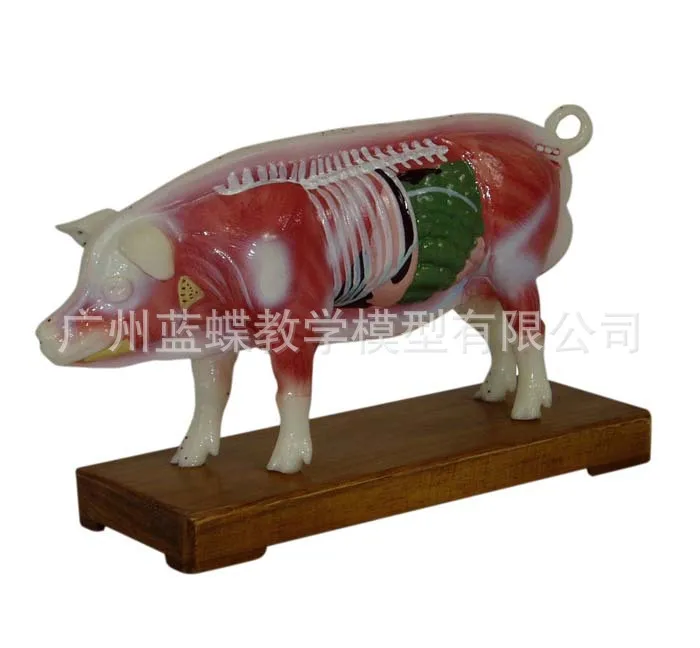 Анатомическая Акупунктура для животных модель массажа ветеринарные медицинские