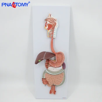 

Life size human digestive system model head oral cavity larynx intestine stomach liver pancreas anatomy model medical teaching