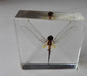 

dragonfly specimen paperweight Taxidermy Collection embedded In Clear Lucite Block Embedding Specimen