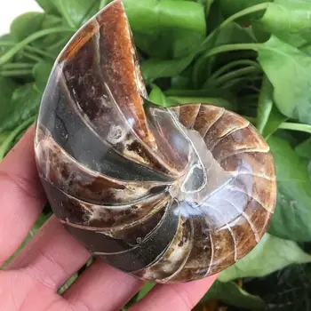 

Spiral Ammolite Natural Ammonite Fossil Pure Natural Handicraft Pieces Played On Palms Nice Gift For Stone Collection