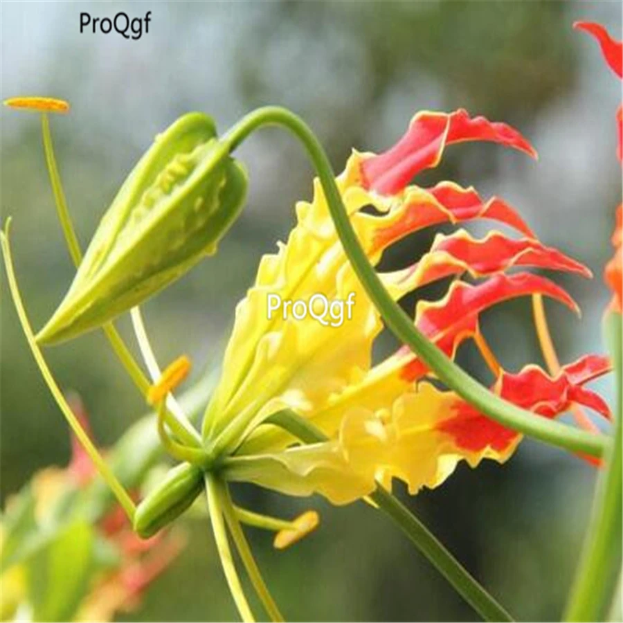 Ngryise 3 шт набор Gloriosa superba