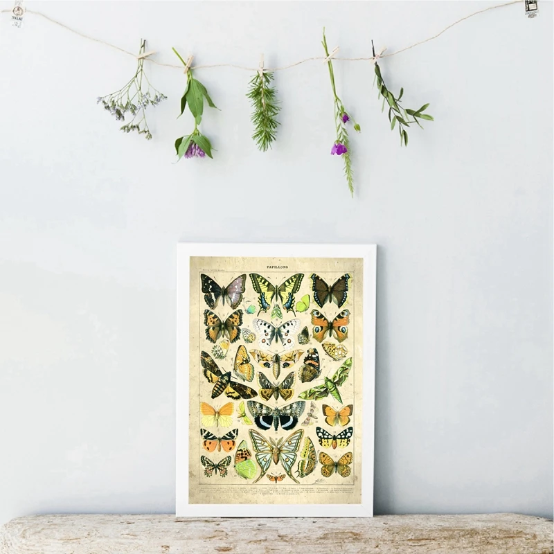 Antique Butterfly Art Poster Home Decor