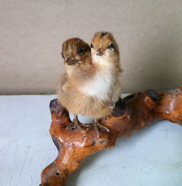 Taxidermy 2 голова Фрика курица декоративная Цыпленок, материал декор птицы Игрушка#4