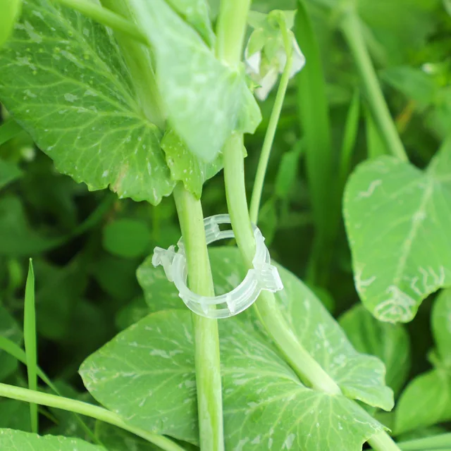 50/100 Darabos Műanyag Növényi Kényelmes Klipek Támogatók Csatlakoznak Az Újrahasznosítható Védelem Oltására Vonatkozó Rögzítő Szerszám Kertészeti Kellékek - Image 2