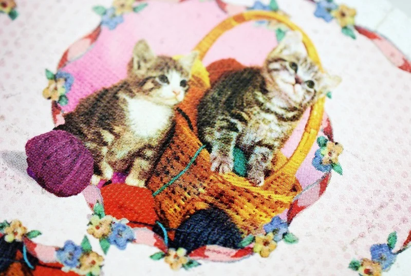 madison-kittens-6.webp