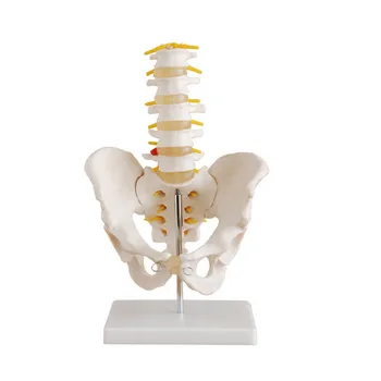 

Life Size Pelvis with 5pcs Lumbar Vertebrae Model