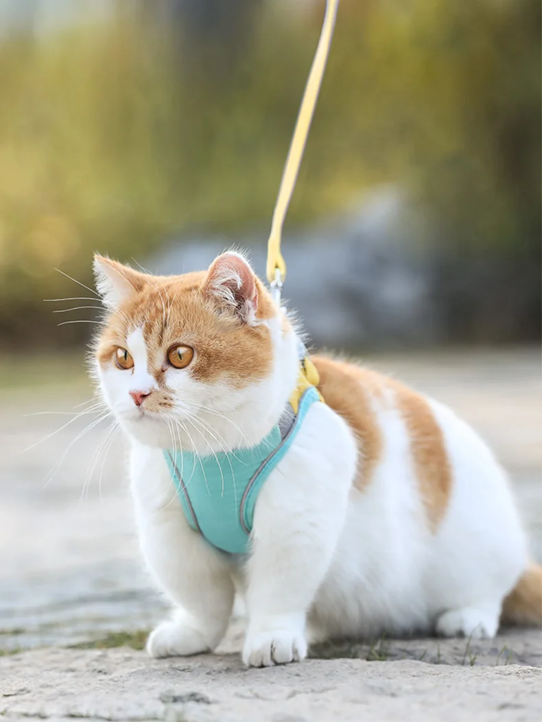 respirável com cinta para cães, colete à prova d'água