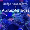 AlexanderHouse Store