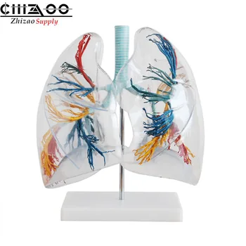 

Medical PVC Human transparent lung segment anatomical model