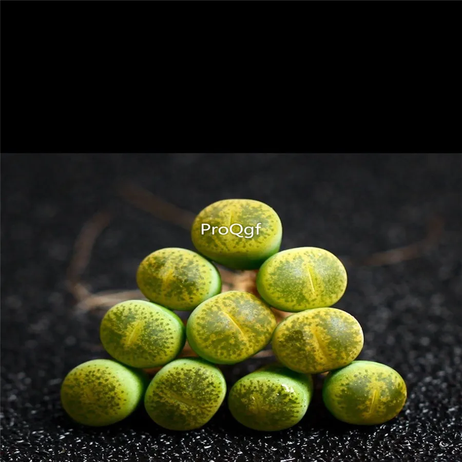 Ngryise 8 шт. набор lesliei lvzixun lithop много серий растений