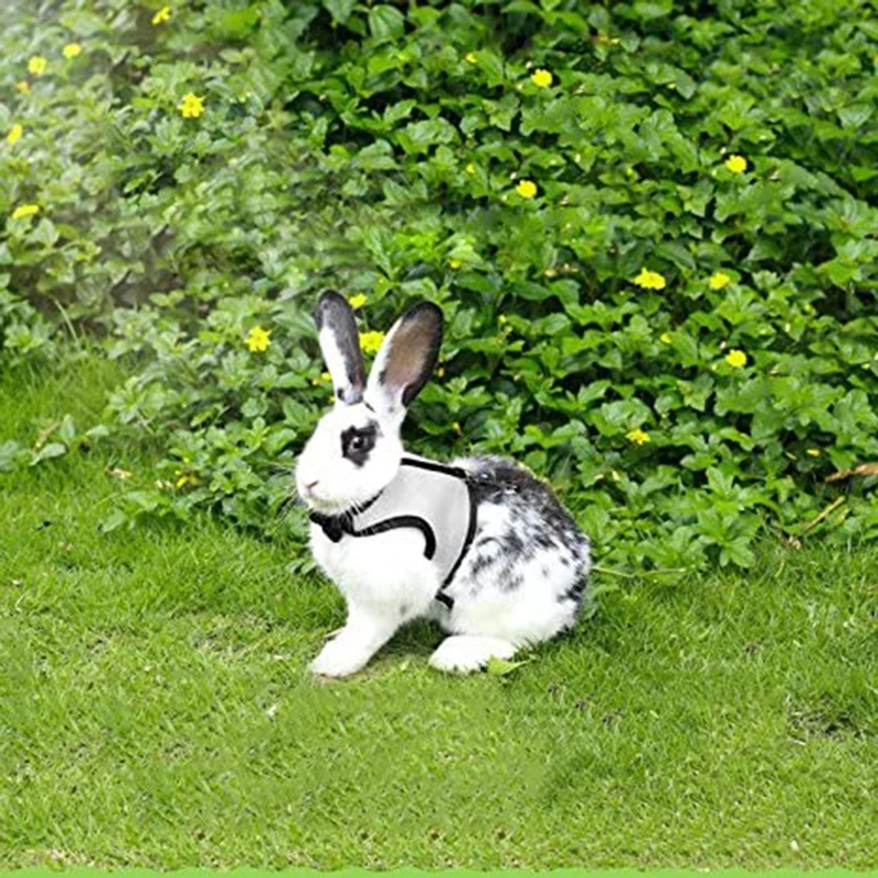 Rabbit Harnesses Vest and Leash 2