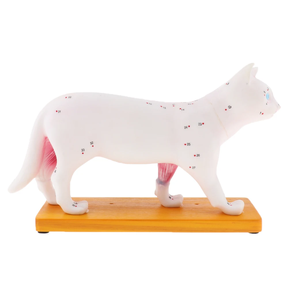  2pcs Medical Study Set Dog & Cat Acupuncture Anatomical Model with Acupuncture Points Professional  - 4000231884923