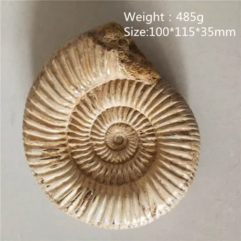 

485g NATURAL BIG DOUVILLEICERAS AMMONITE FOSSIL CONCH \Free Shipping Reiki Healing Fengshui Crystal Stones