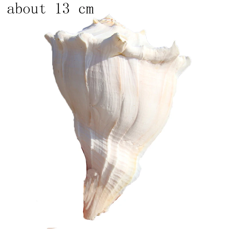 Перепела большого размера натуральная Улитка для левшей, ракушка, украшение дома, озеленение аквариума, украшение аквариума - Цвет: 13cm