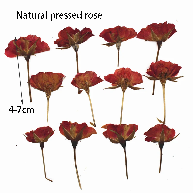 12pcs/Lot Dried Flowers Natural Pressed Rose Plants For Epoxy Resin Pendant Jewelry Making Craft DIY Nail Art Accessories dried flowers near me