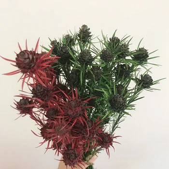 

Natural Plant Dry Flower Tulip Fruit Immortal Flowers Nordic Style Decorative Flower Photography Props Jewelry