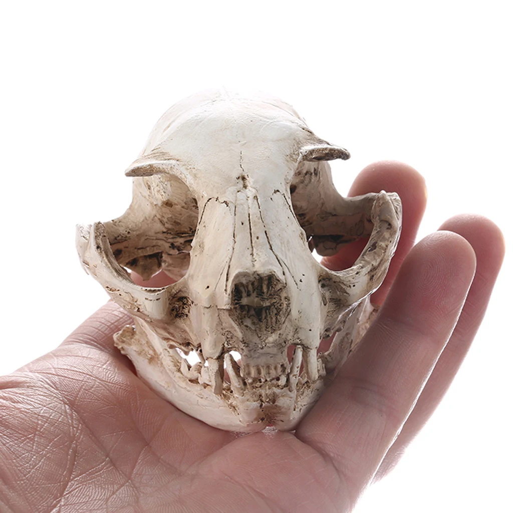 

MagiDeal LoveinDIY Resin Fake Cat Head Skull Model Animal Replica Unique Gift for Man Cave Decor