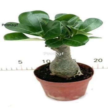 

Ngryise 1Pcs A Set desert rose