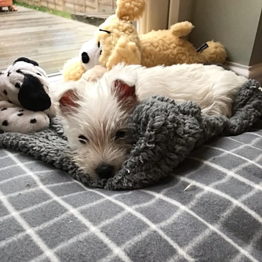 Dog Bed Blanket Mat Warm Sleeping Mattress Small Medium Dogs Cats Coral Fleece Camas Para Perro Pet Accessories new style | Дом и сад