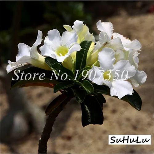 5 шт.,, настоящая пустынная Роза, экзотические растения Adenium Obesum, цветы, бонсай, растения для очистки воздуха, для дома, сада, цветы в горшках - Цвет: 20