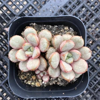 

Ngryise 5Pcs A Set Crassula rupestris