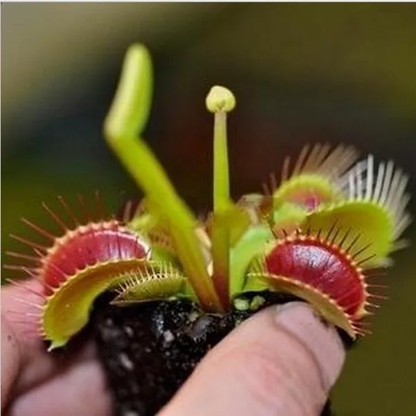 Акция только сегодня!$0,6 получить 2000 шт Dionaea muscipola гигантский зажим Венера Flytrap Сад бонсай растения Цветок Флорес