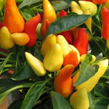 Фруктовые и овощные растения, chili skgs декоративный перец сад, съедобные балконные бонсай-100 шт