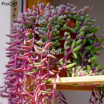 

Ngryise 5Pcs A Set Othonna capensis