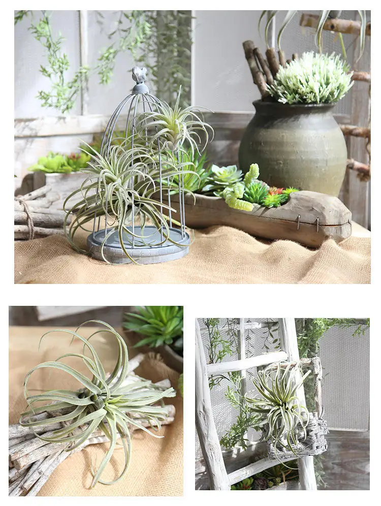 Artificial Air Plant Tillandsia – Eco Land Pte Ltd