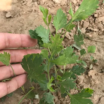 

Fang Feng/Radix Saposhnikoviae Seed