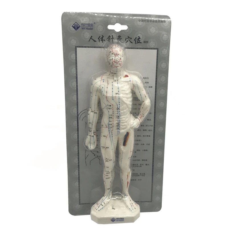 

Chinese Medical Human Body Acupuncture Point Model Meridian Model of Acupuncture Points Moxibustion Model Acupuncture Manikin
