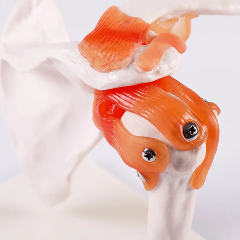 Life-Size Shoulder Joint Model With Ligaments Simulator Medicine Student Medical Science Teaching Sources Supply BIX-A1023