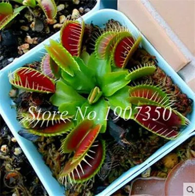 По выгодной цене! 200 шт в горшках инсективорный Dionaea Muscipula Гигантский Венера флайтрап бонсай плотоядное растение легко выращивать - Цвет: 11