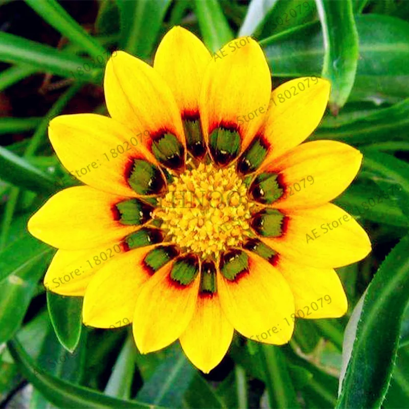 100 шт./пакет разноцветные Gazania rigens flores, цветок растения для дома и сада, бонсай для внутреннего и наружного спорта посадки