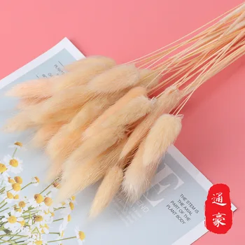 

Color tu wei cao Dried Dog's Tail Grass Home Decoration Flower Photo Props a Bunch of 60